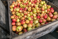 Dexter Cider Mill - 2016-12