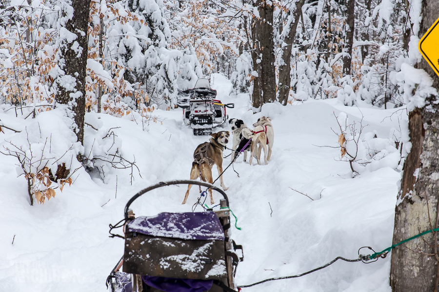 Dog sledding Munising - U.P. Winter - 2014 -1