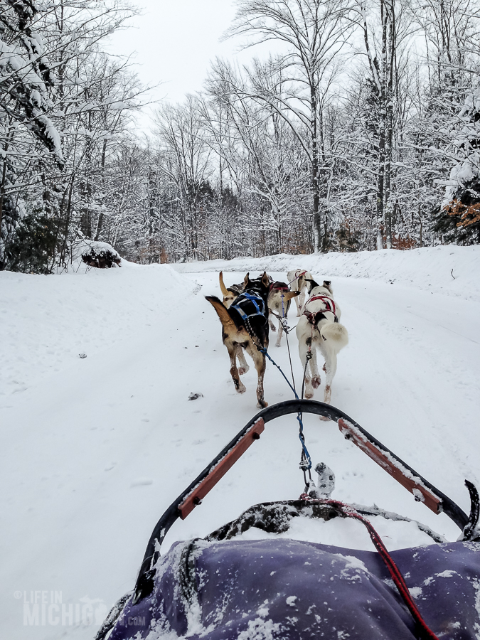 Dog sledding Munising - U.P. Winter - 2014 -21