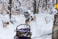 Dogsledding Munising - U.P. Winter - 2014 -1