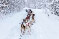 Dogsledding Munising - U.P. Winter - 2014 -10
