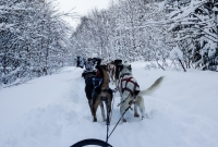 Dogsledding Munising - U.P. Winter - 2014 - 16