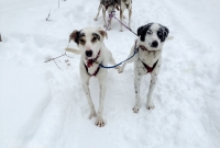 Dogsledding Munising - U.P. Winter - 2014 - 20