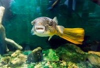 Explore Detroit - Belle Isle Aquarium - 2015-3