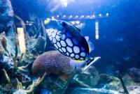 Explore Detroit - Belle Isle Aquarium - 2015-4