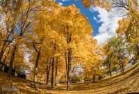 Fall 2018-1