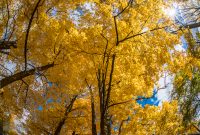 Fall 2018-2