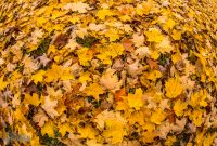 Fall 2018-6