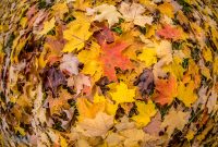 Fall 2018-7