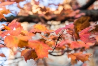 Fall 2015-4