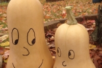 Butternut Squash