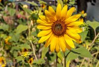 Fury-For-A-Feast-2025-3