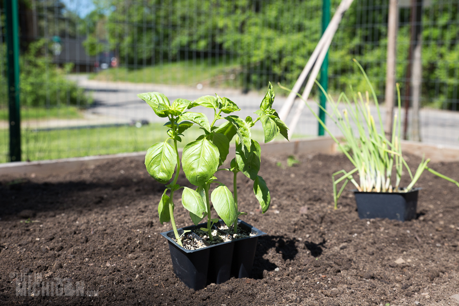 Basil and Onions - Spring Gardening