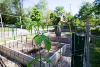 Spring Gardening, Chuck adding some manure to the garden