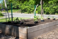 Spring Gardening, new plants