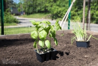 Spring Gardening, Basil