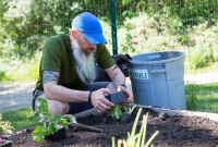 Spring Gardening, Chuck and Charlie planting lettuce