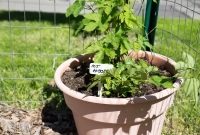 Spring Gardening, hops