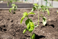 Spring Gardening, New Plants