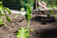 Spring Gardening, New Plants