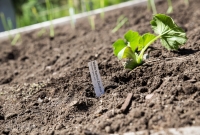 Spring Gardening, New Plants
