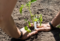 Spring Gardening, Chuck planting tomatoes