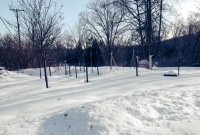 Garden Winter 2014
