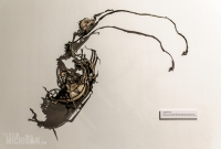 Growth and Decay - Eric Freitas - 2016-22