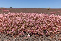 Hawaii-BigIsland-Hilo-26