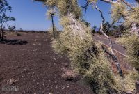 Hawaii-BigIsland-Hilo-29
