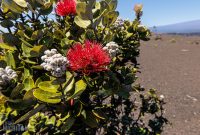 Hawaii-BigIsland-Hilo-30