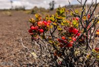 Hawaii-BigIsland-Hilo-31