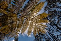 Hawaii-BigIsland-Hilo-33