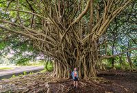 Hawaii-BigIsland-Hilo-51