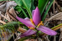 Hawaii-BigIsland-Hilo-52