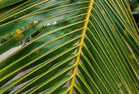 Hawaii-BigIsland-Kona-11