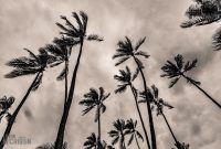 Hawaii-BigIsland-Kona-12