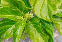 Hawaii-BigIsland-Kona-16