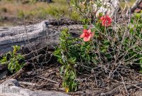 Hawaii-BigIsland-Kona-22