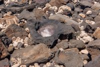 Hawaii-BigIsland-Kona-44
