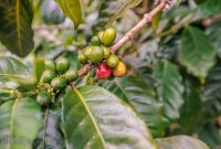 Hawaii-BigIsland-Kona-59