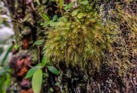 Hawaii-BigIsland-Kona-60