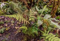 Hawaii-BigIsland-Kona-61