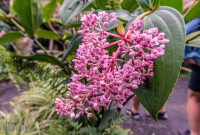 Hawaii-BigIsland-Kona-62
