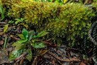 Hawaii-BigIsland-Kona-63