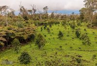 Hawaii-BigIsland-Kona-64