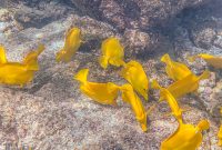 Hawaii-BigIsland-Kona-77