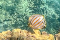 Hawaii-BigIsland-Kona-79