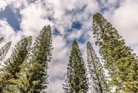 Hawaii-Kauai-Week1-2024-5