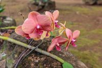 Hawaii-Kauai-Week2-2024-120